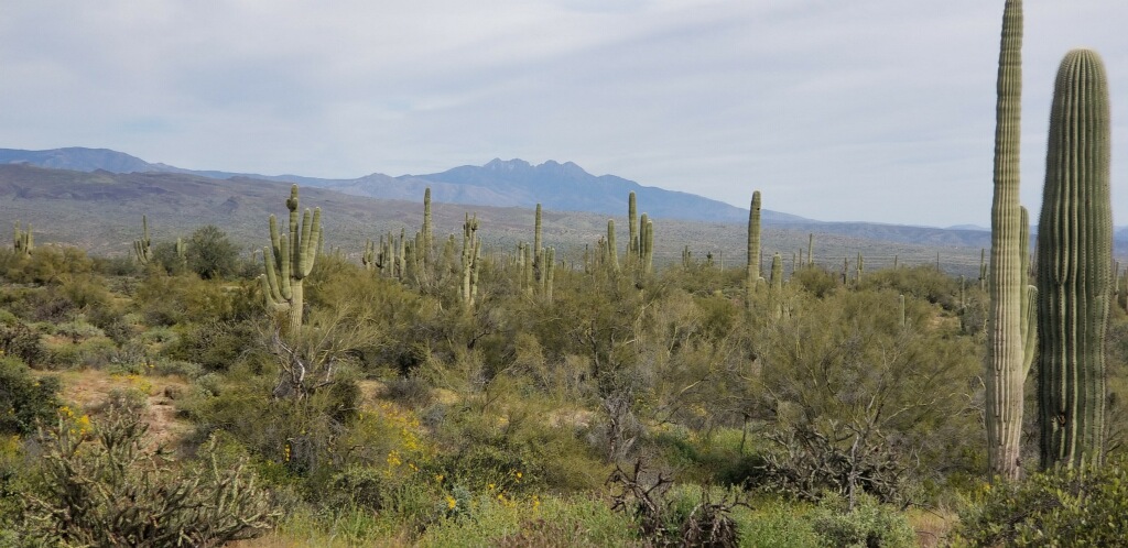 Sonoran Desert Plant Catalog