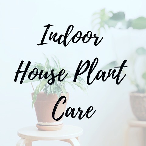 House Plant Care